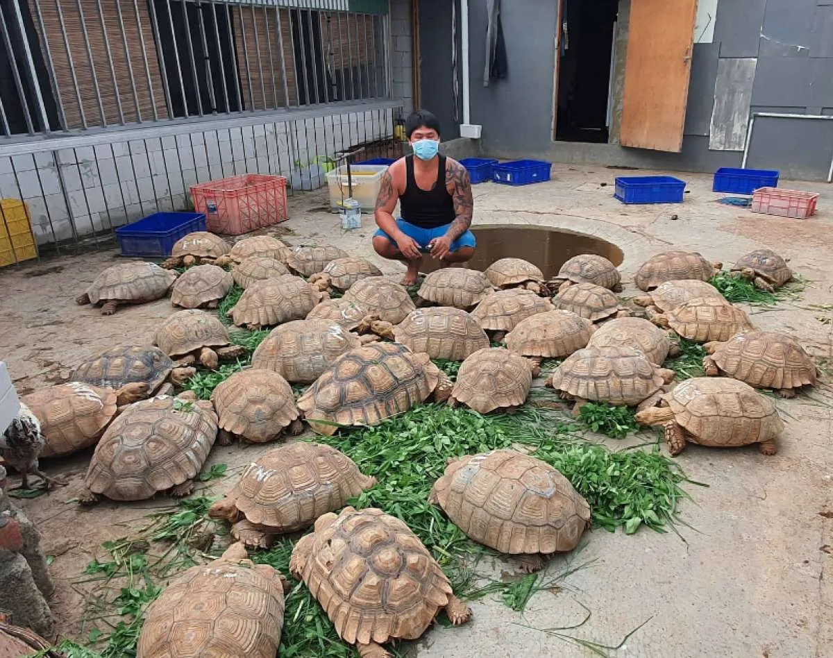 Tertarik Usaha Ternak Kura-Kura? Simak Cara Memulainya Ini
