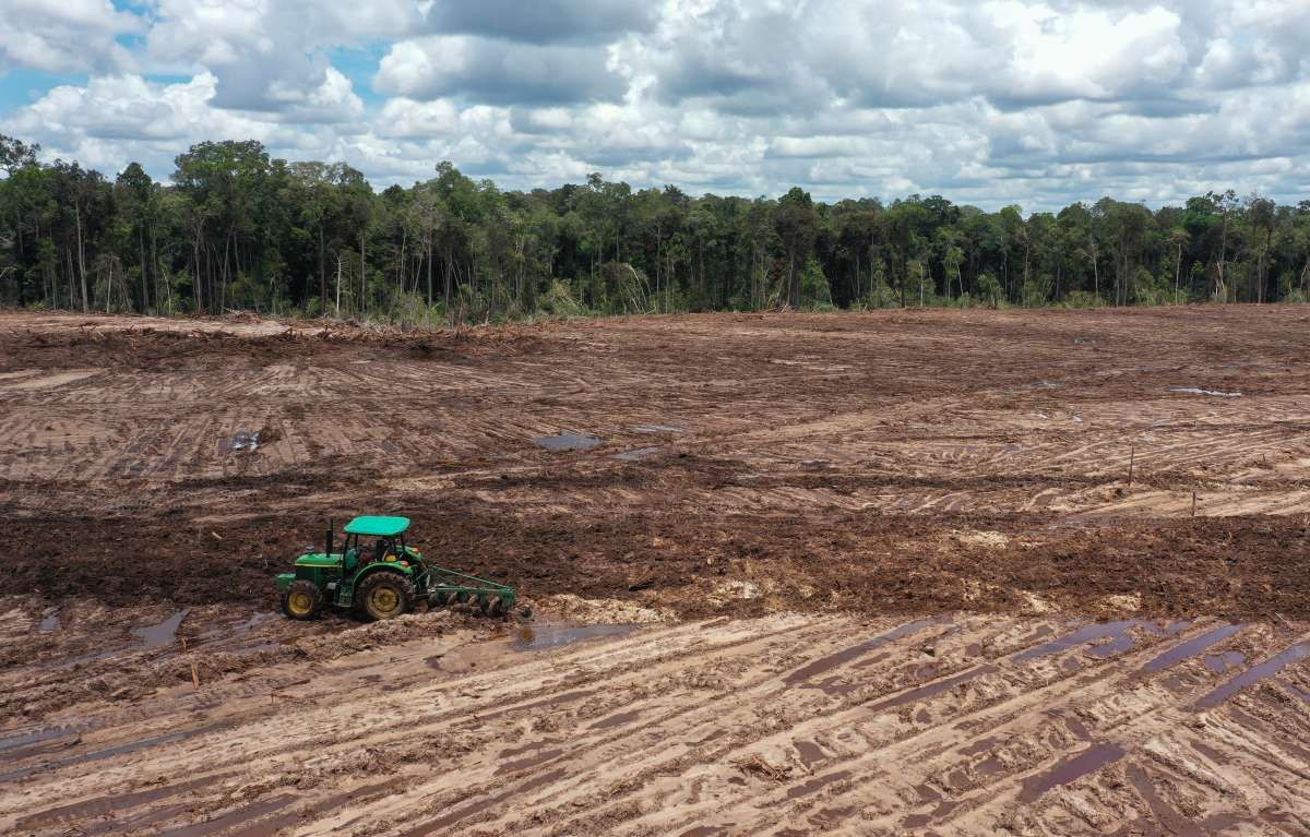 DPR Meminta Evaluasi Program Food Estate