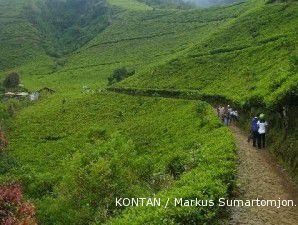 Pesona kebun teh di Puncak van Brebes