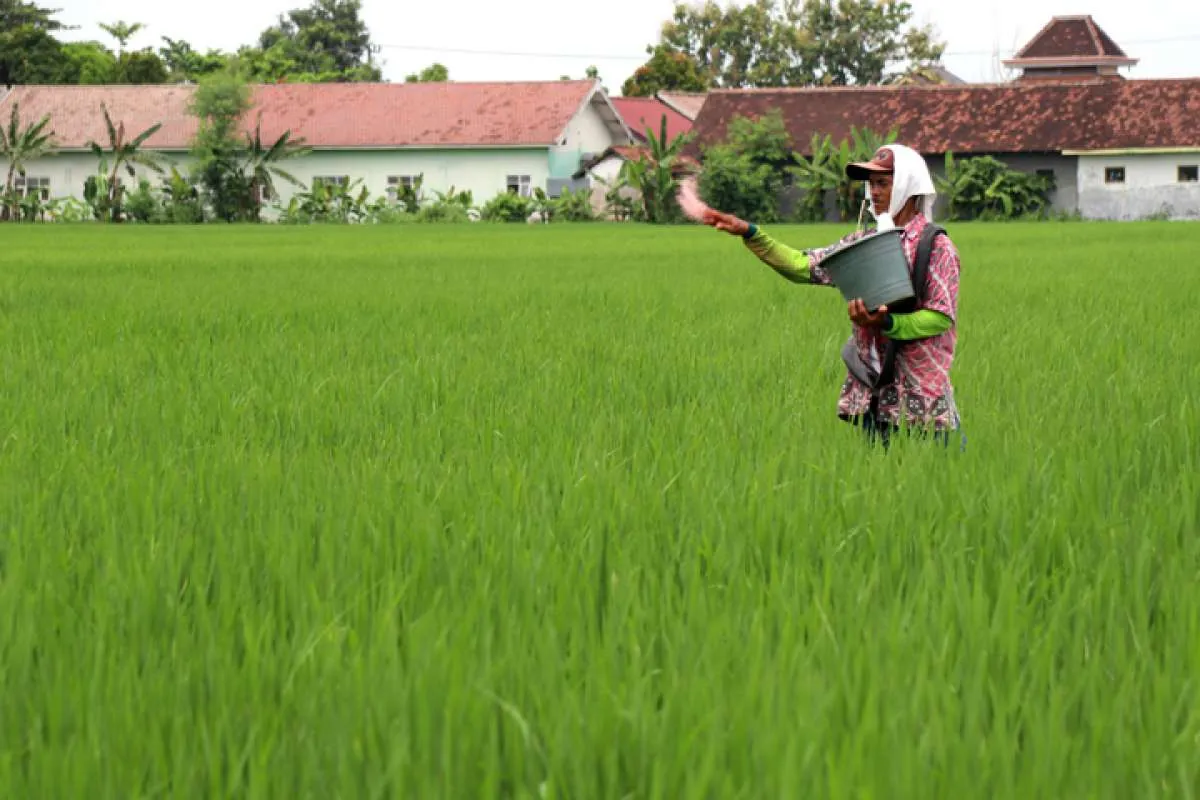 Bappenas: Petani Bakal Dapat Tambahan Jenis Subsidi Pupuk Baru Hingga BLP