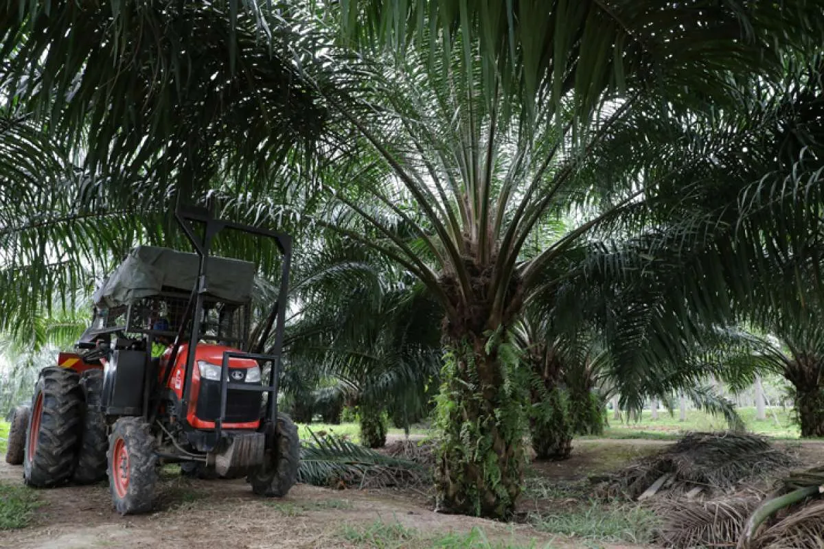 Akhiri aksi boikot, India kembali beli CPO dari Malaysia