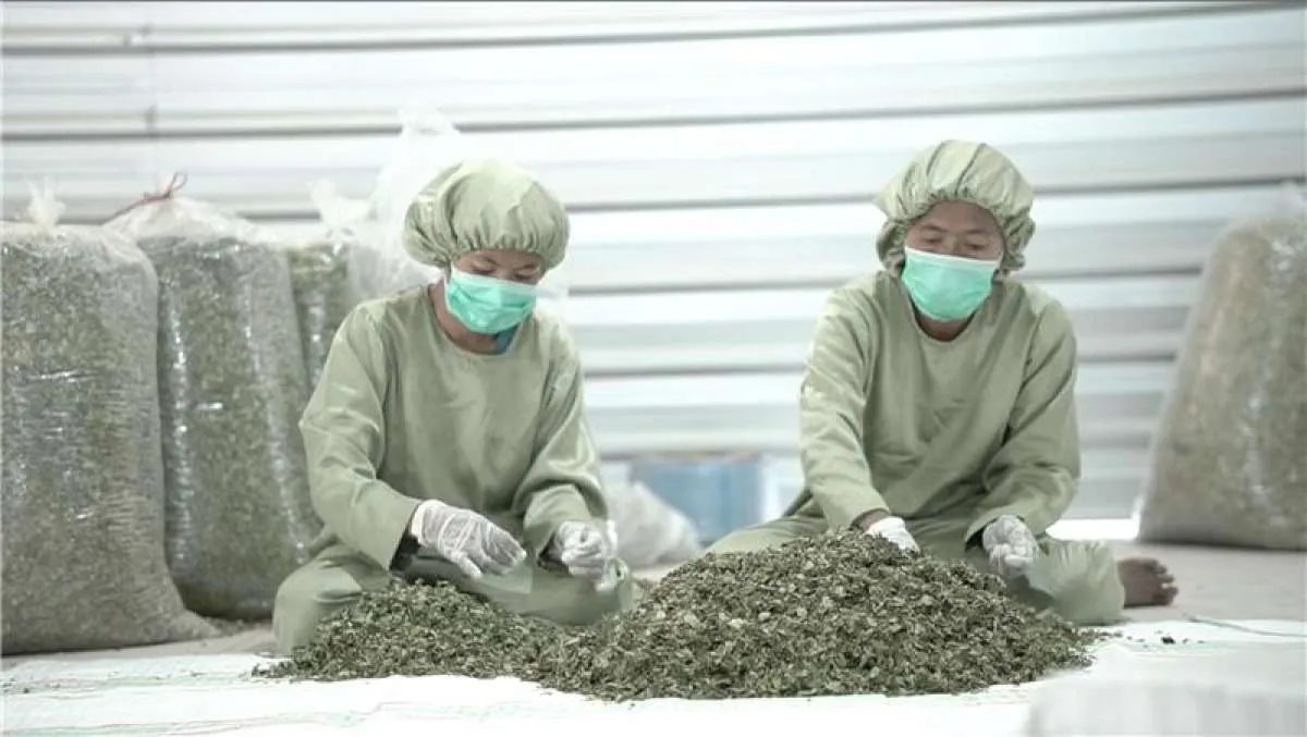 LPEI Dorong Pertumbuhan Ekspor Tumbuhan Superfood Kelor yang Menjadi Primadona