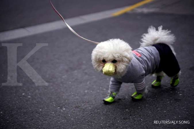 Anjing di Hong Kong positif corona, ini mungkin kasus penularan dari manusia ke hewan