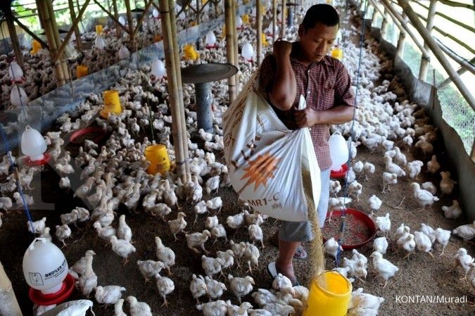 Peternak Desak Pemerintah Perbaiki Tata Niaga Ayam Ras