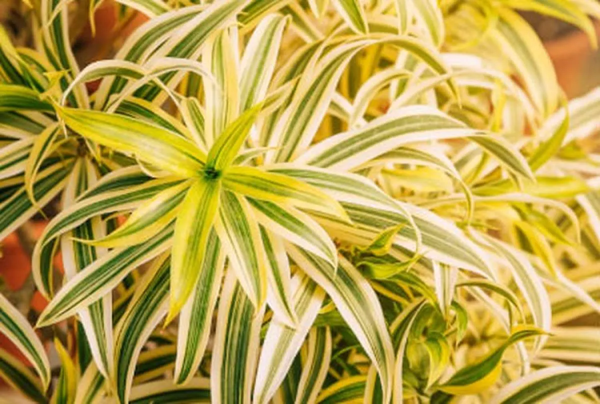 Ini Daftar Tanaman Terbaik yang Bisa Membersihkan Udara di Dalam Rumah!