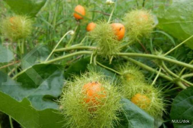 Ini Manfaat Buah Rambusa untuk Kesehatan, Cari Tahu Yuk!