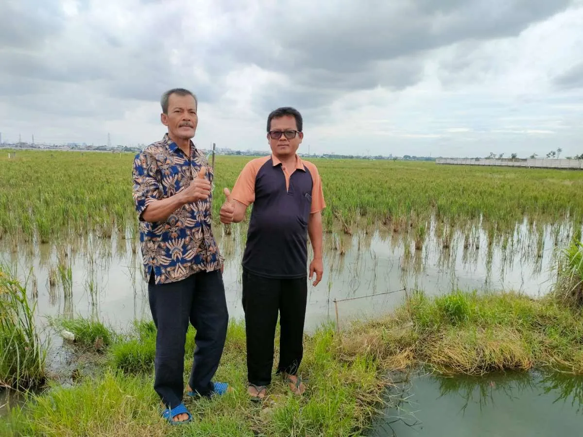 Bertahun Tahun Cuma Jual Gabah, Kluster Tani Rorotan Kini Belajar Jadi Juragan Beras