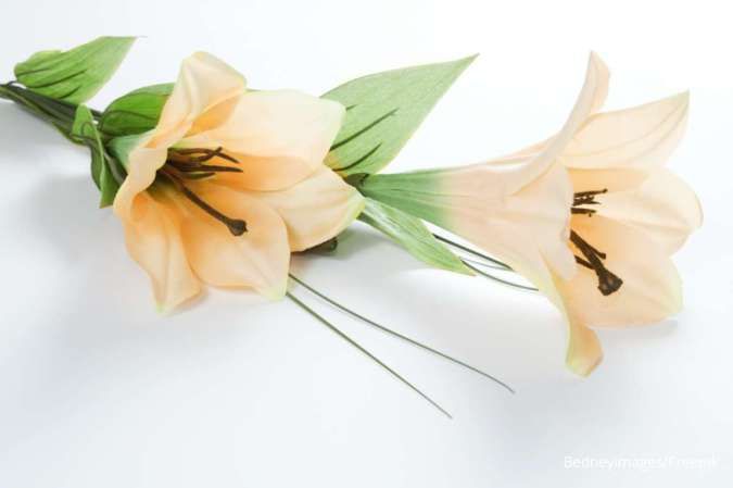 Jadi Tanaman Hias Khas Paskah, Begini Cara Merawat Bunga Easter Lily 