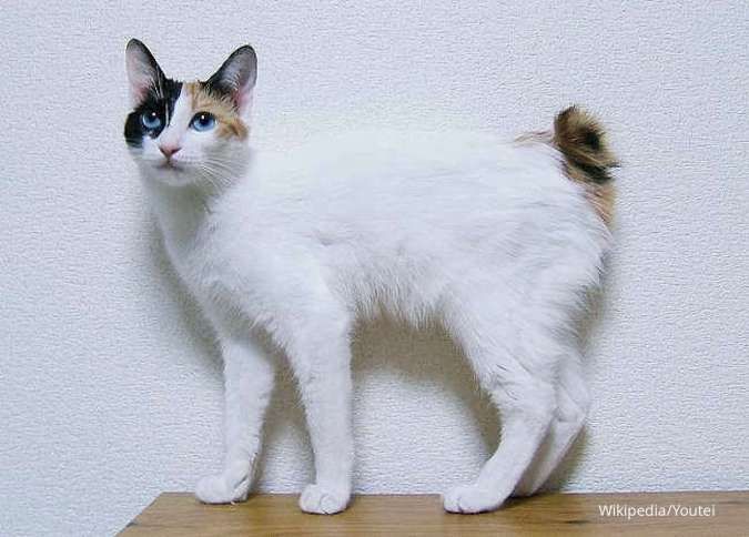 Cara Menemukan Kucing yang Hilang, Simak Panduan Lengkapnya untuk Pemilik