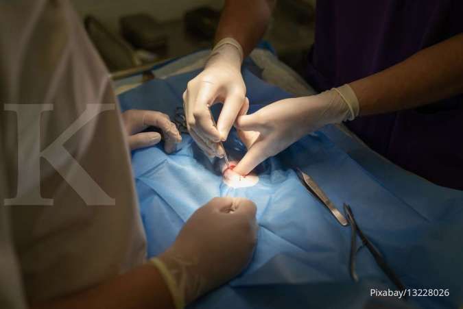 Aturan dalam Mengebiri Hewan Peliharaan