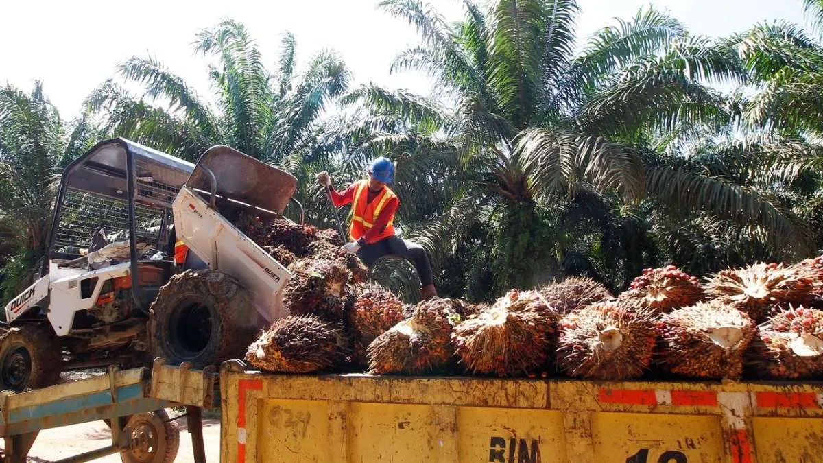 Pinago Utama (PNGO) Belum Berencana Kembangkan Bisnis Olahan Limbah Cair Kelapa Sawit