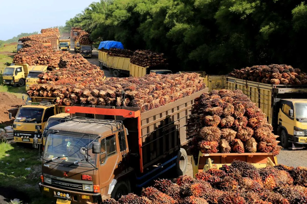 Dukung Audit Perusahaan Sawit, Ini Masukan dari Serikat Petani Kelapa Sawit
