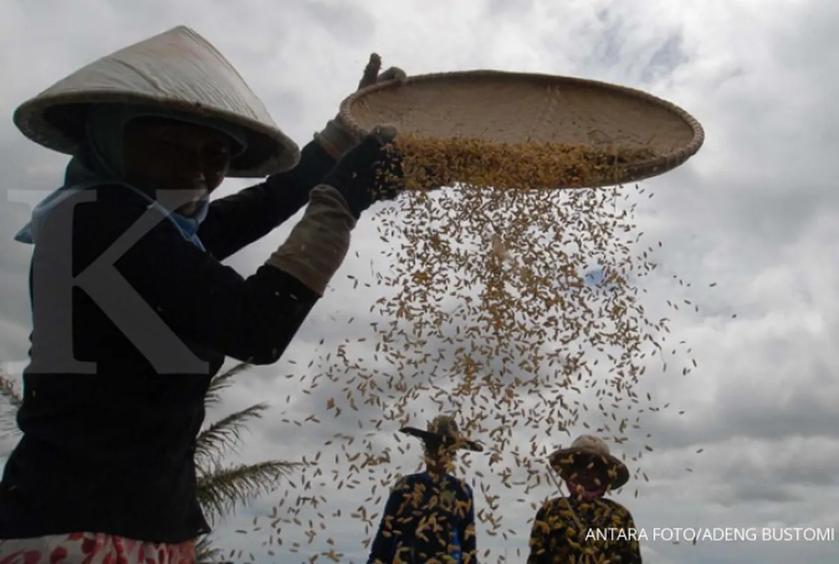 Kemtan mengkaji besaran premi asuransi pertanian