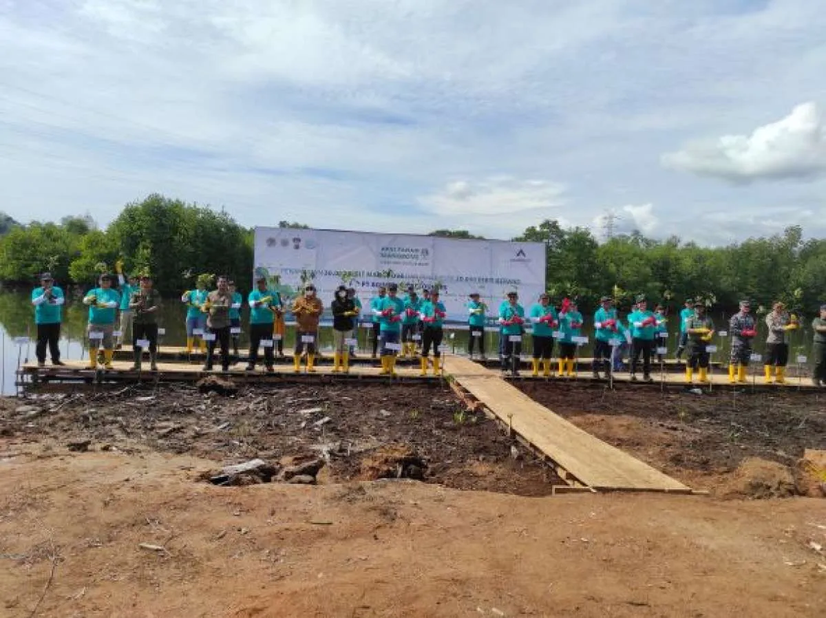 Jaga Lingkungan, Agincourt Resources Tanam Mangrove dan Bibit Kerang