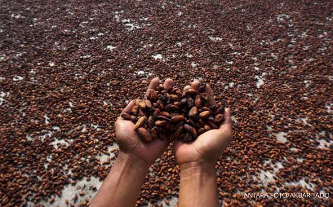 Petani Diuntungkan dari Melambungnya Harga Kakao