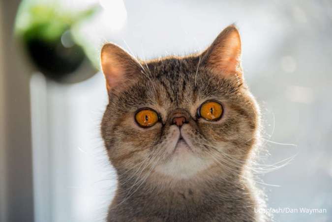 Fakta Kucing Exotic Shorthair, Punya Wajah yang Unik!