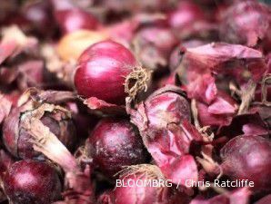 Impor membludak, harga bawang lokal terus merunduk