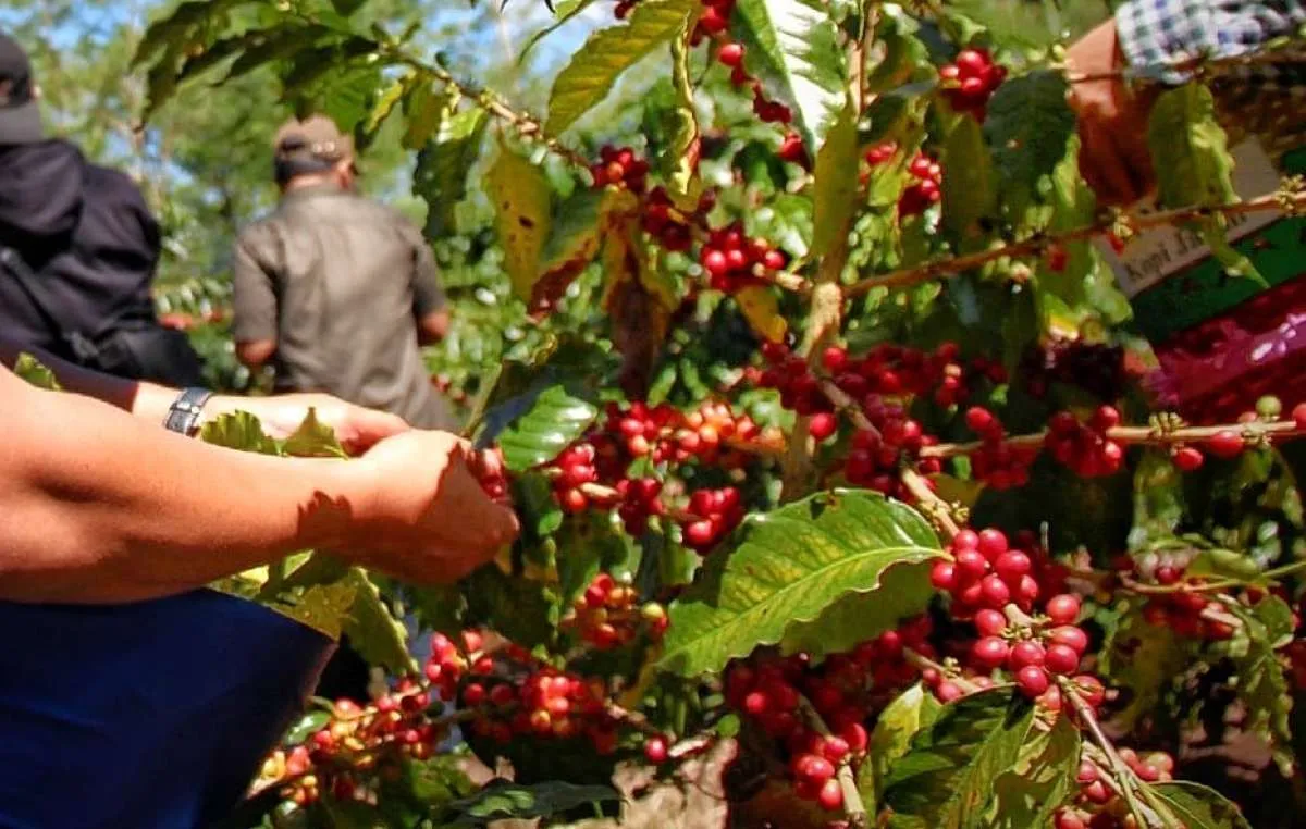 Kopi Indonesia Java Coffee Tembus Pasar Eropa, PTPN IVPalmCo Perkuat Posisi di Global