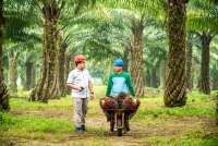 Sukses Replanting, Panen Sawit Perdana PalmCo Capai 7 Ton Per Hektare