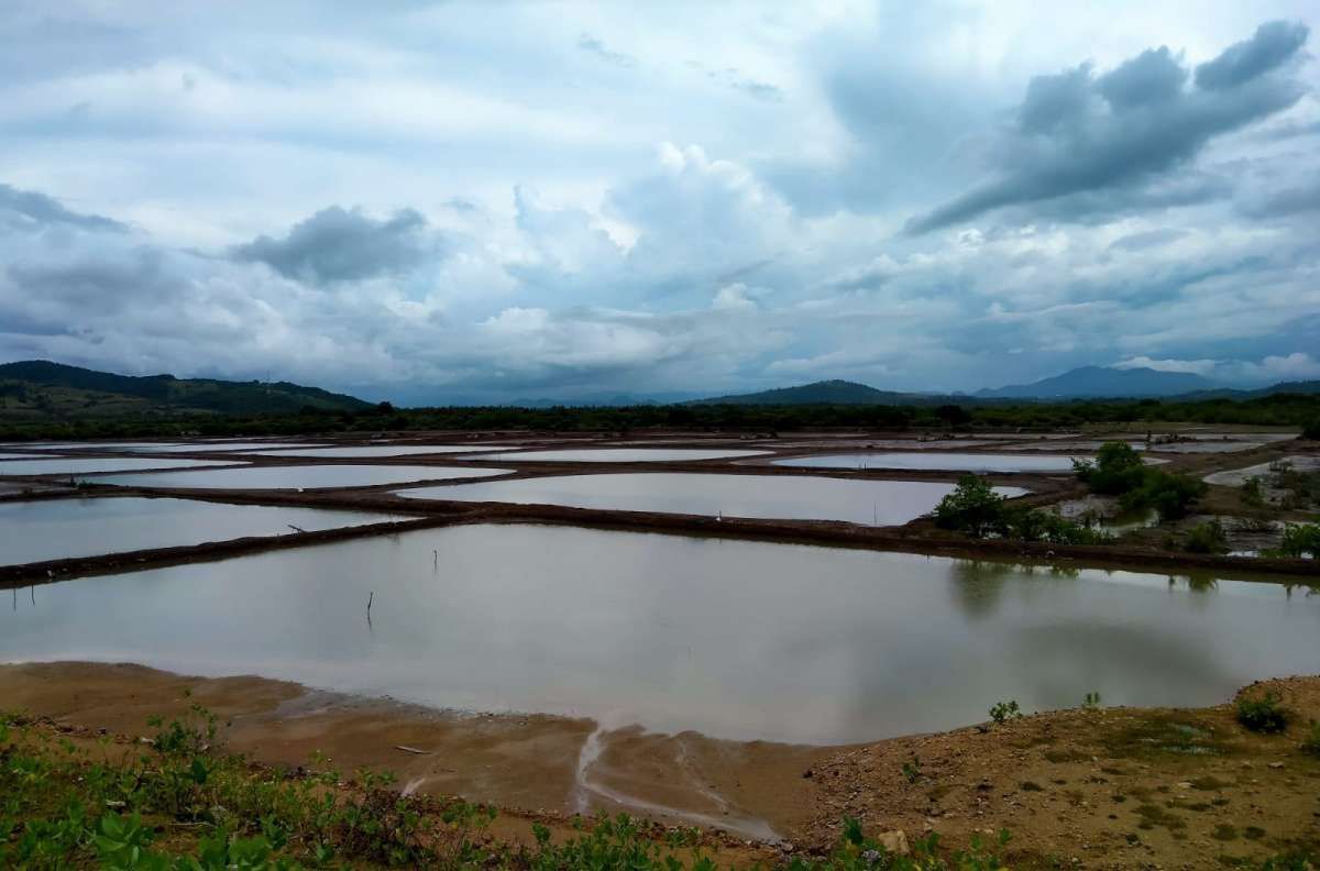 KKP Bangun Tambak Udang Terpadu Rp 2,25 Triliun