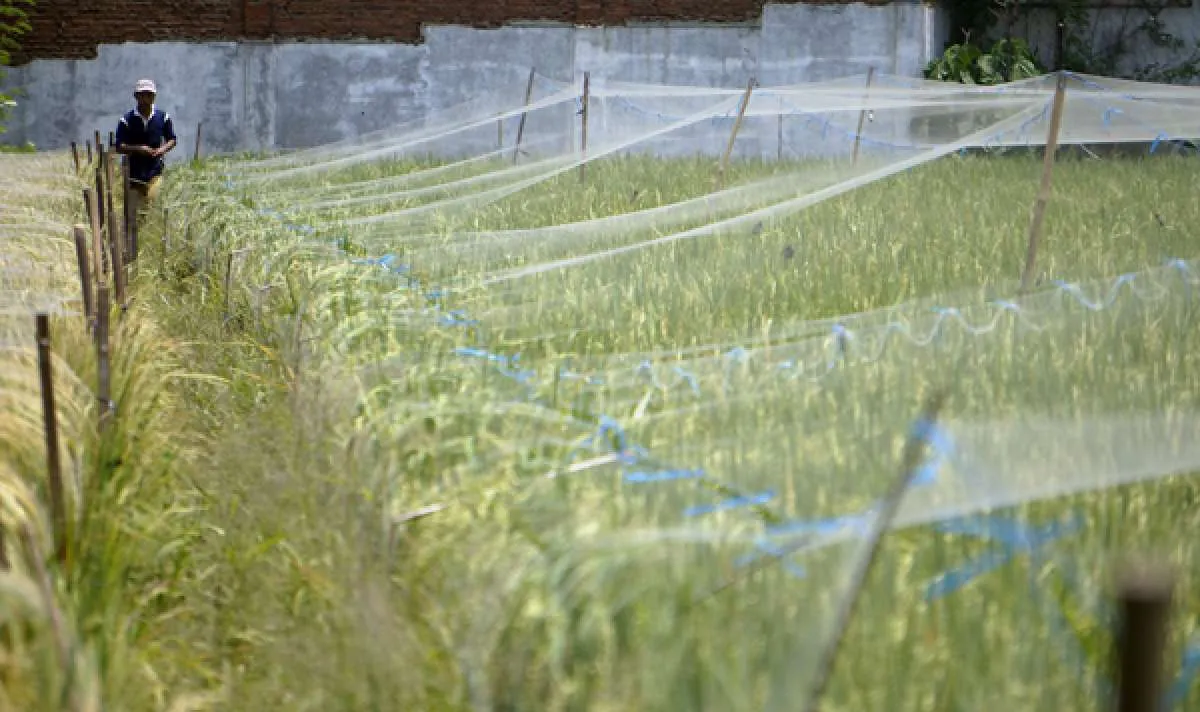 Airlangga janjikan stimulus untuk para petani di tengah wabah corona