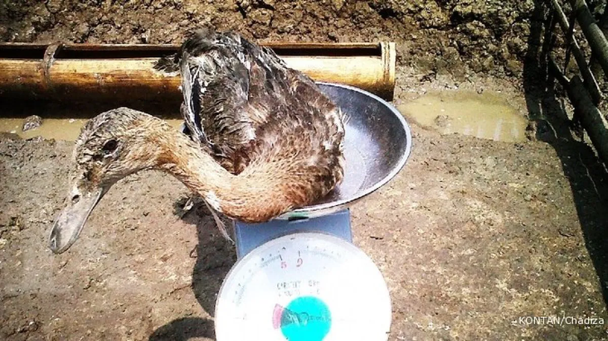 Adakah ganti rugi ternak yang terkena flu burung?