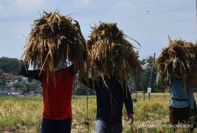 Harga Gabah Petani Anjlok, Kementan Minta BUMN Pangan Maksimalkan Penyerapan