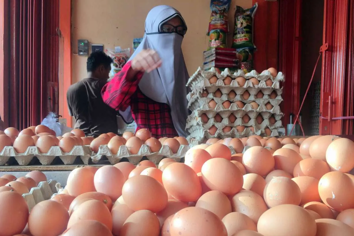 Harga pakan ternak melonjak, begini nasib peternak telur jelang bulan puasa