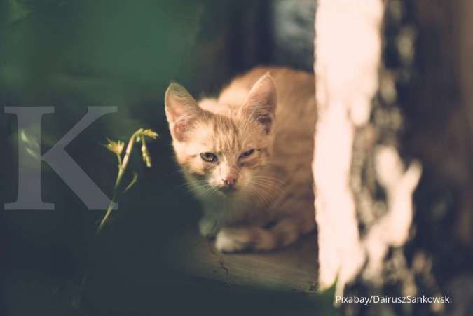 Cara Mengatasi Kucing Keracunan, Kenali Tanda dan Gejala Anabul Perlu Segera Ditolong