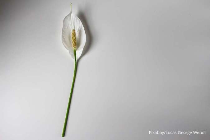 8 Manfaat Peace Lily yang Bikin Takjub Menurut Penelitian Ahli 