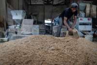 Program Pembelian Gabah Segala Kualitas Untungkan Petani, Bulog Perlu Perhatikan Ini