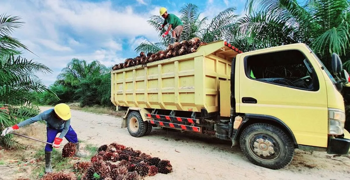 PalmCo Cari Mitra Strategis untuk Dongkrak Produktivitas dan Kinerja, Ini Kriterianya