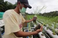 Benarkah Indeks Pangan Indonesia Berada di Bawah Ethiopia?