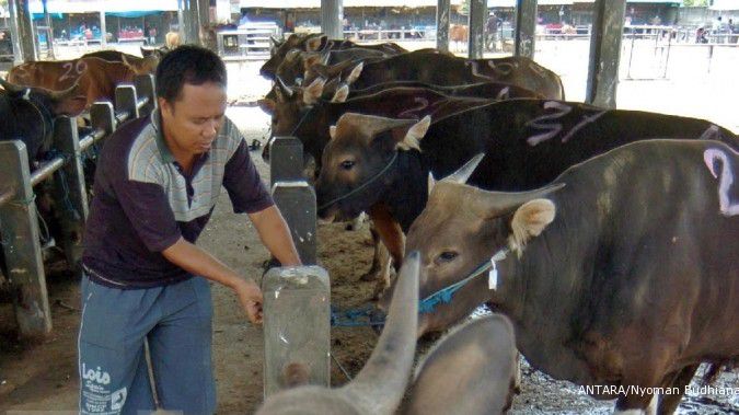 Bali siap pasok 60.000 sperma sapi bali