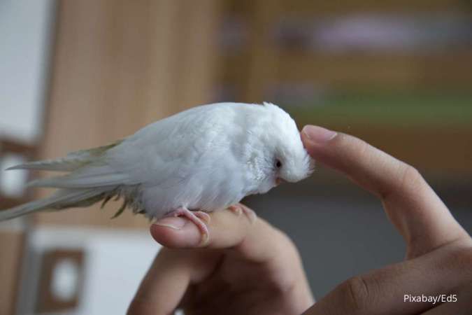 Ini Cara Menangani Burung Peliharaan dengan Aman dan Benar