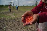 Badan Pangan Nasional Persiapkan Serapan Panen Raya Jagung di Sejumlah Sentra