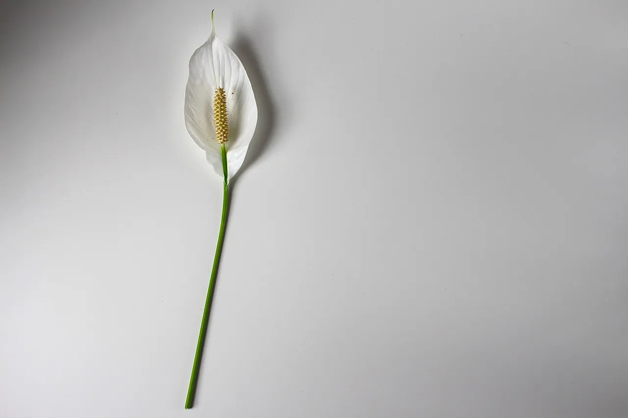 Bunga peace lily atau lili perdamaian