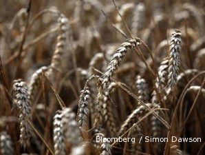 Hari ini, harga kontrak gandum naik tipis