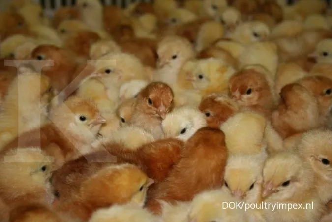 Future bright for RI poultry firms
