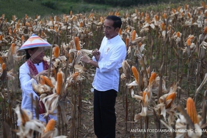 Lakukan penanaman jagung di Jeneponto, Sulsel, ini permintaan Jokowi