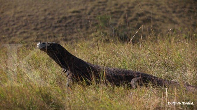 April, Komodo dikukuhkan sebagai New 7 Wonders