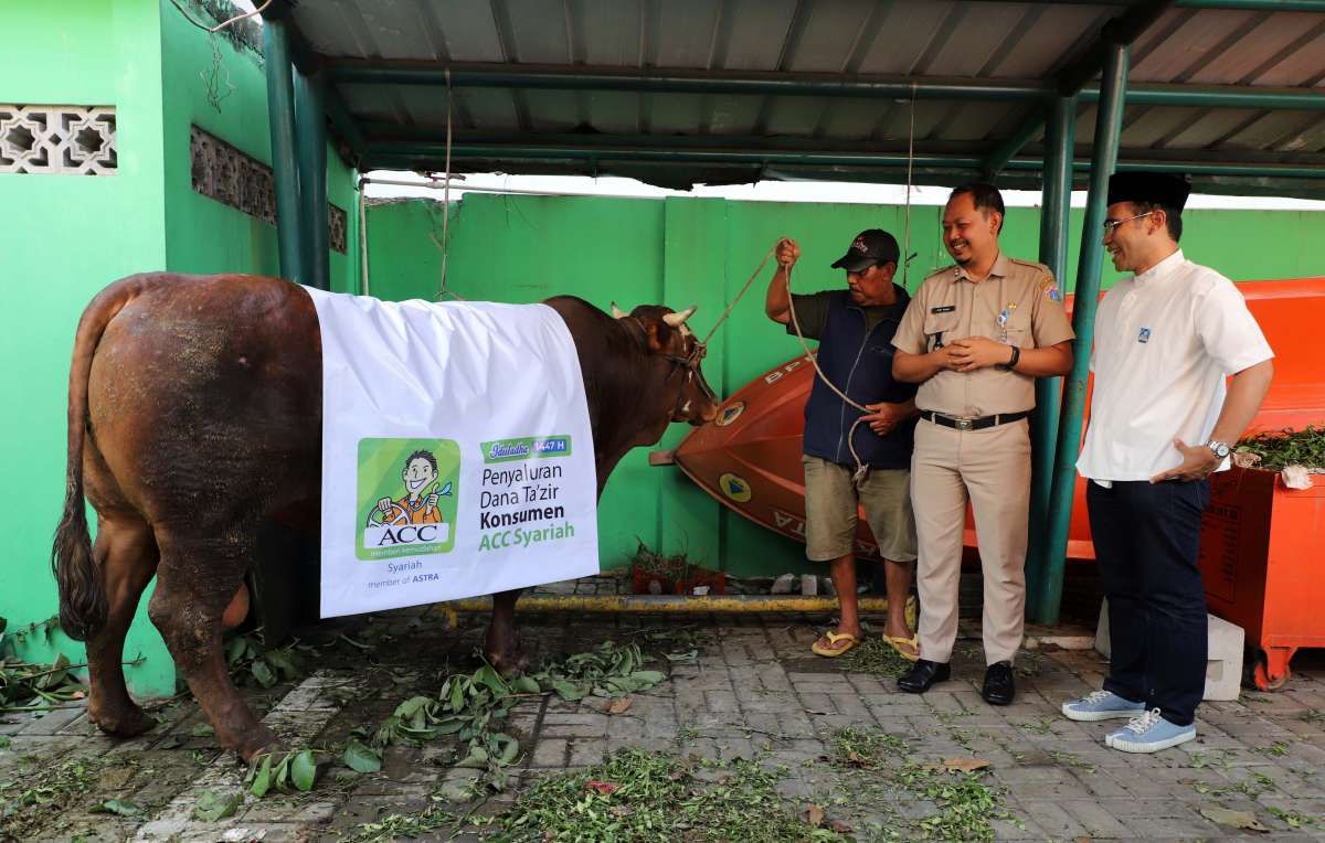 ACC Salurkan Hewan Kurban bagi Masyarakat Sekitar