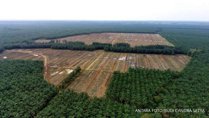 Jutaan Hektare Kebun Sawit di Kawasan Hutan Bakal Legal