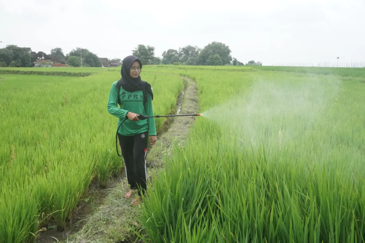 Inovasi Petani Muda Klaten Untuk Ketahanan Pangan Indonesia 