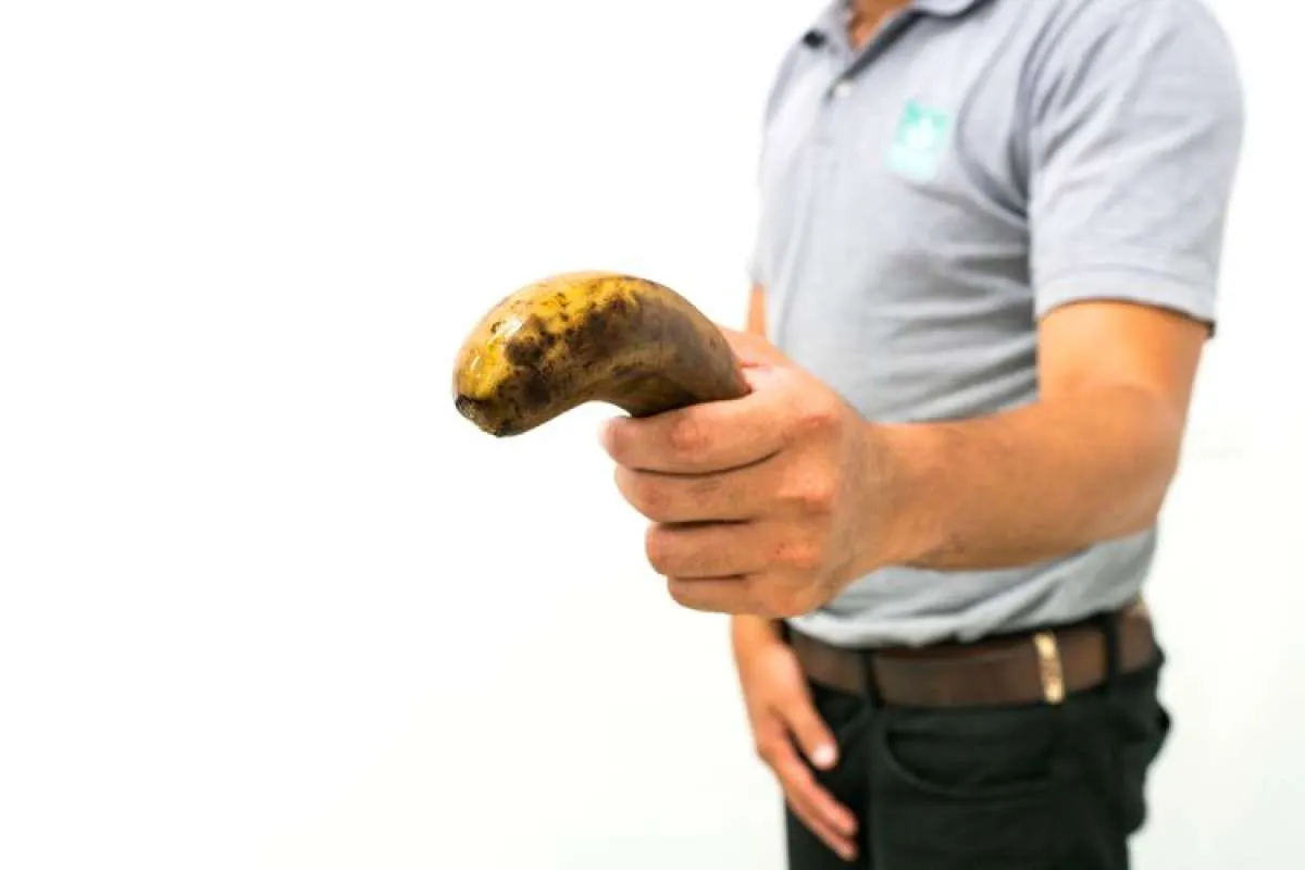 Ini Loh Penyebab Penis Ereksi di Pagi Hari 