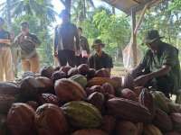 Perkuat Kakao Fermentasi Berkelanjutan, Koperasi KSS Jembrana Bidik Produksi 60 Ton