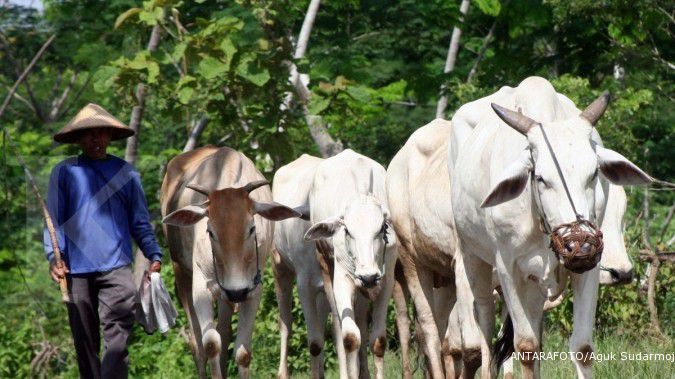 Kementerian Pertanian percepat asuransi sapi