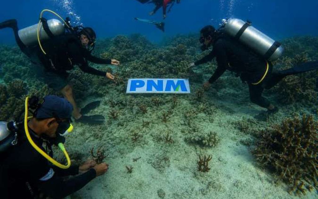 Upaya PNM Hadirkan Masa Depan Anak-Anak Lewat Pelestarian Laut 