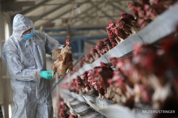 Chili Mendeteksi Kasus Pertama Flu Burung pada Manusia