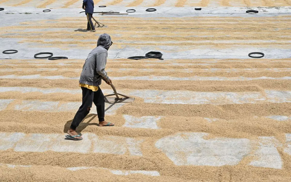 BPS Proyeksikan Produksi Gabah dan Padi Meningkat Pada November 2025-Januari 2026